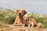 GOLDEN RETRIEVER 296